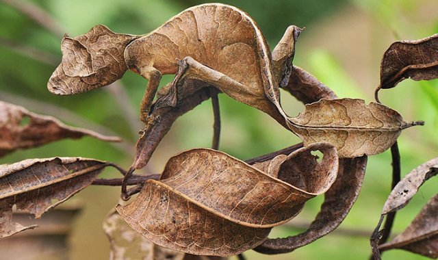 strange-unusual-animals-76-5af9867680986__700.jpg